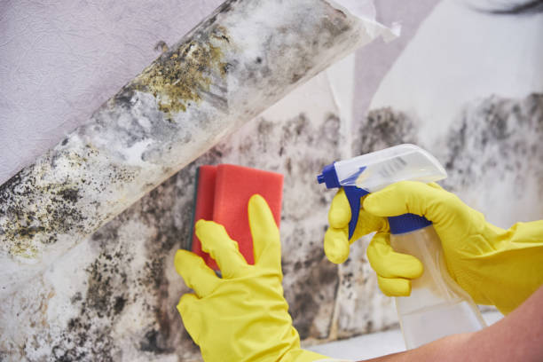 Mold Odor Removal Services in Goshen, IN